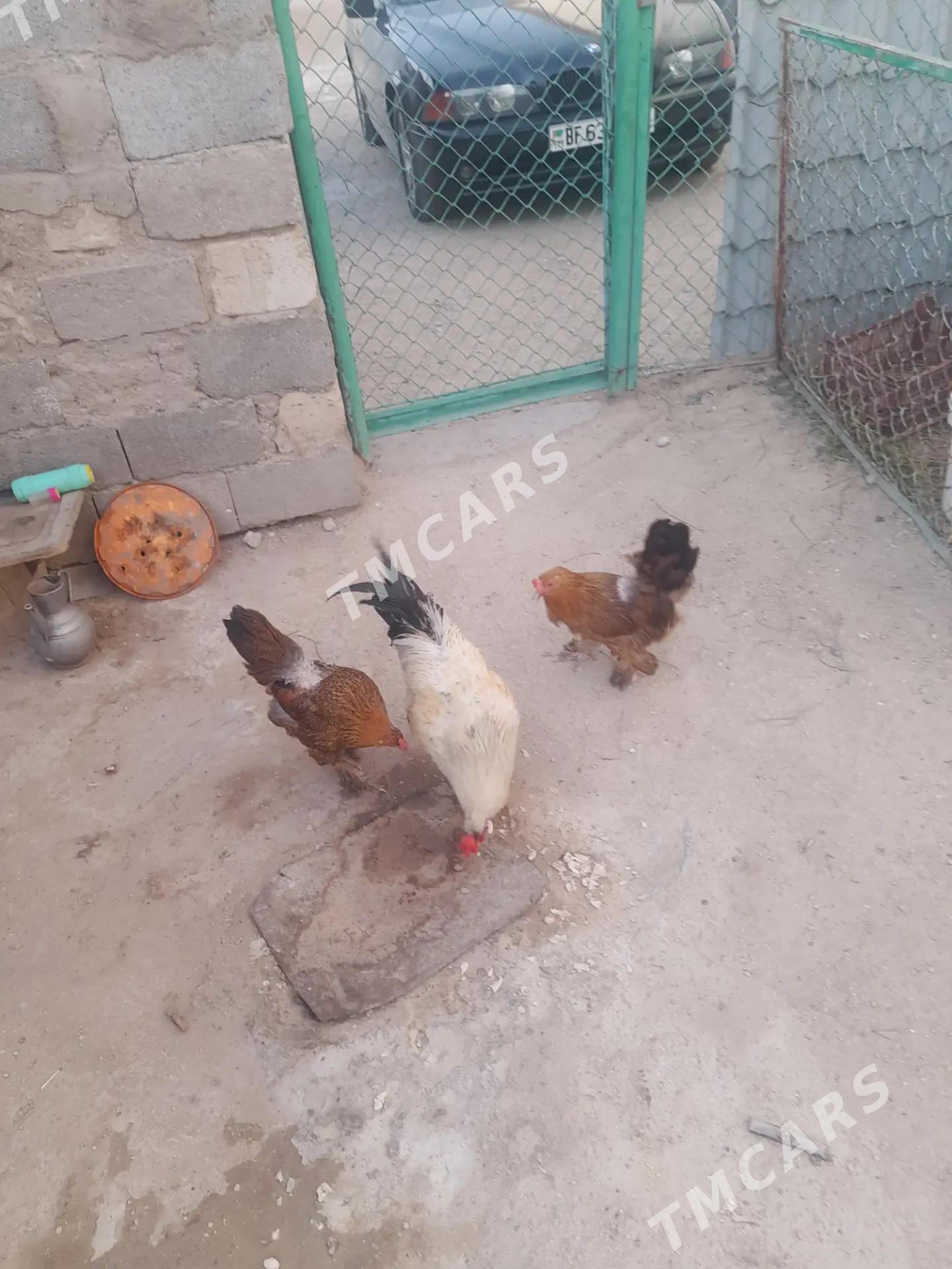 Tawuk Horaz - Balkanabat - img 2