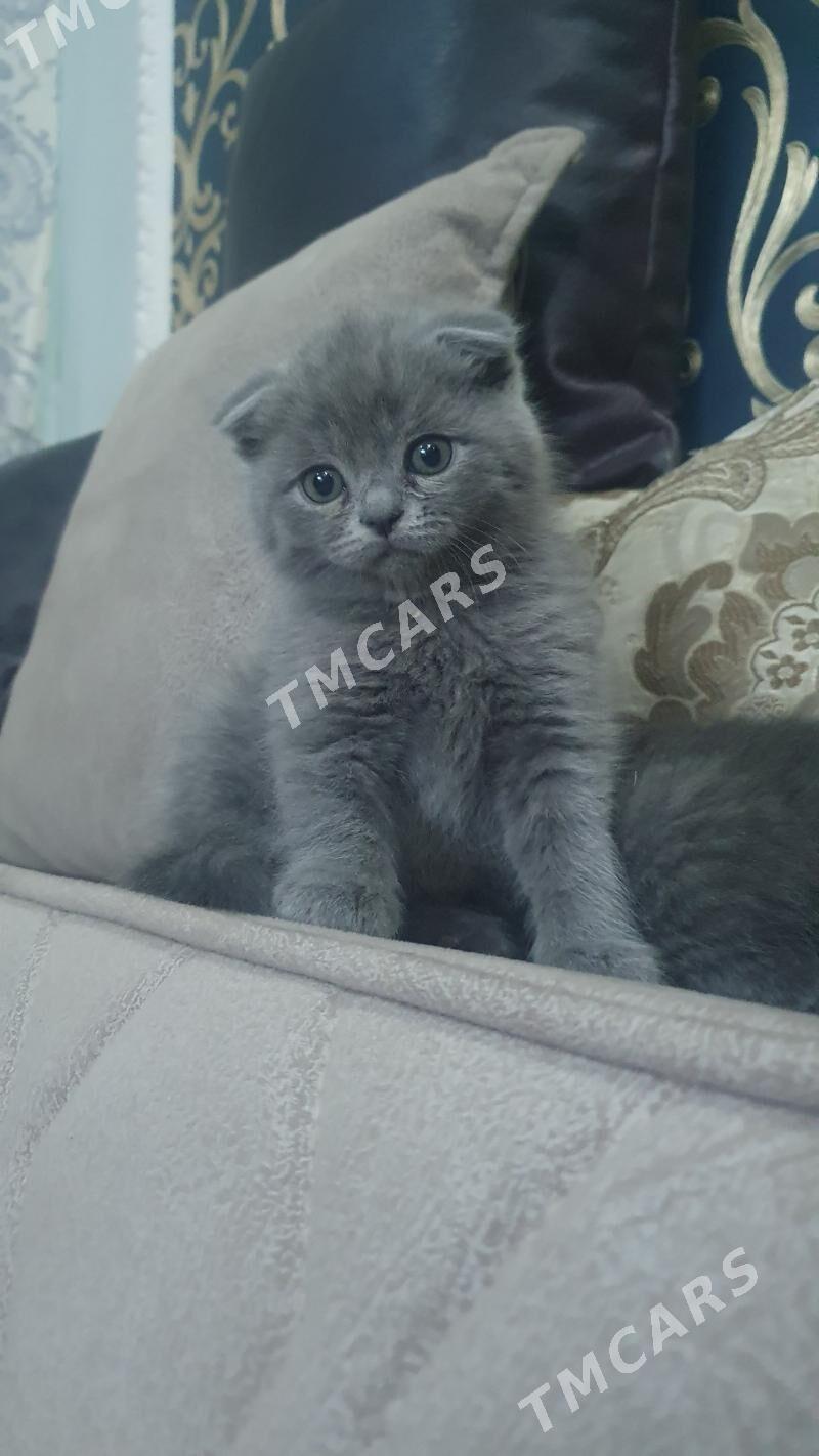 Шотландские котята - Aşgabat - img 5