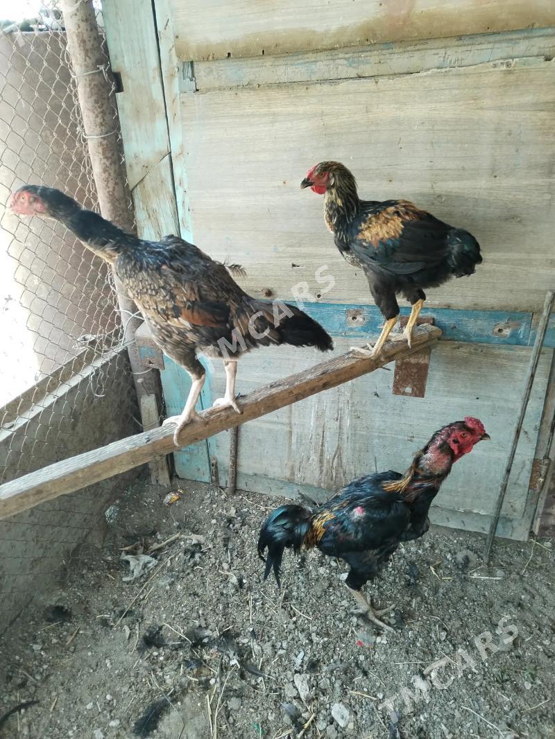 Boýes towuklar - Hazar - img 2