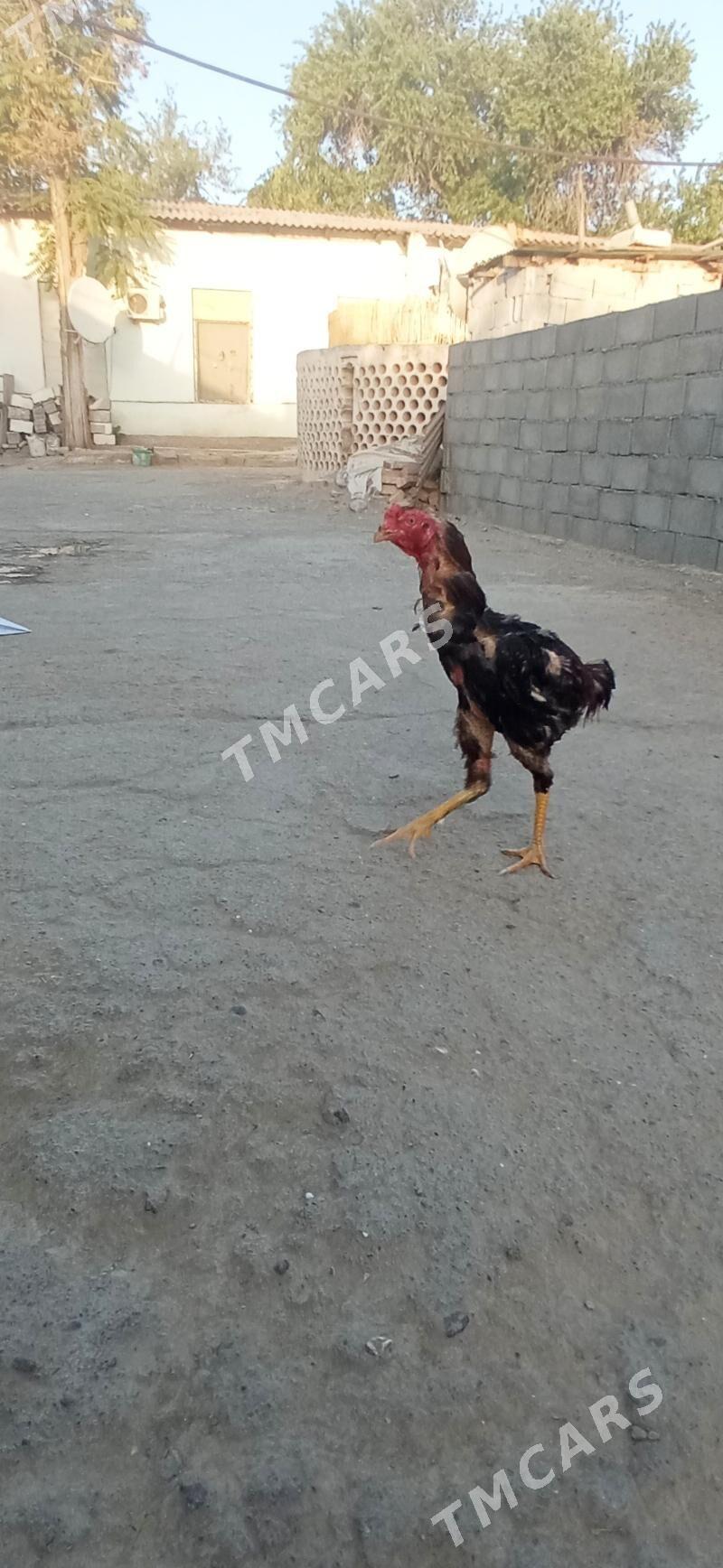taşkent horaz - Büzmeýin - img 2