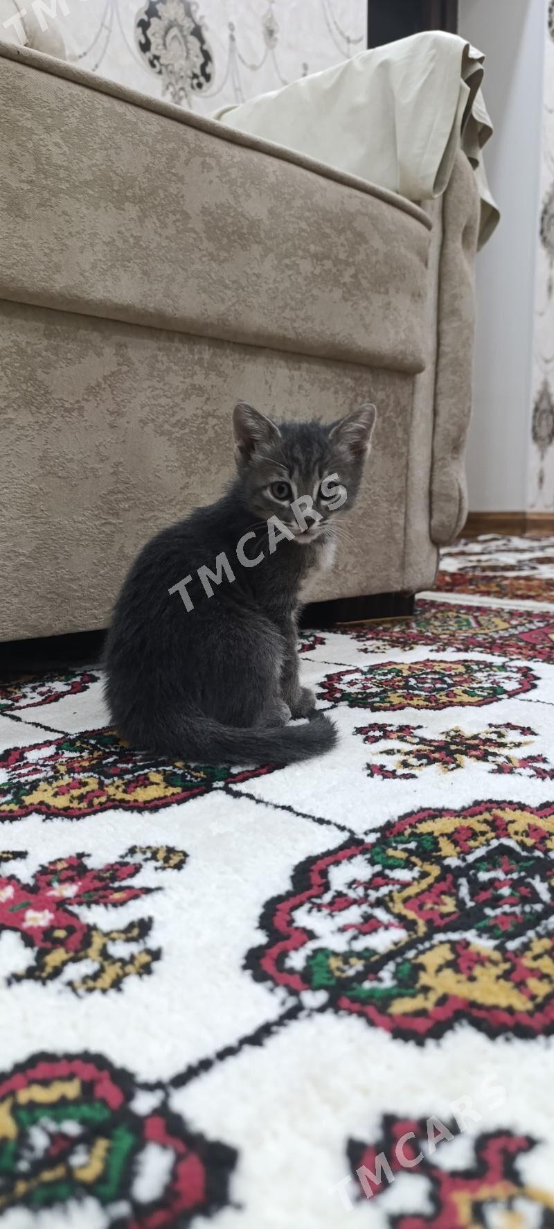 котята в добрые руки! - Туркменабат - img 7