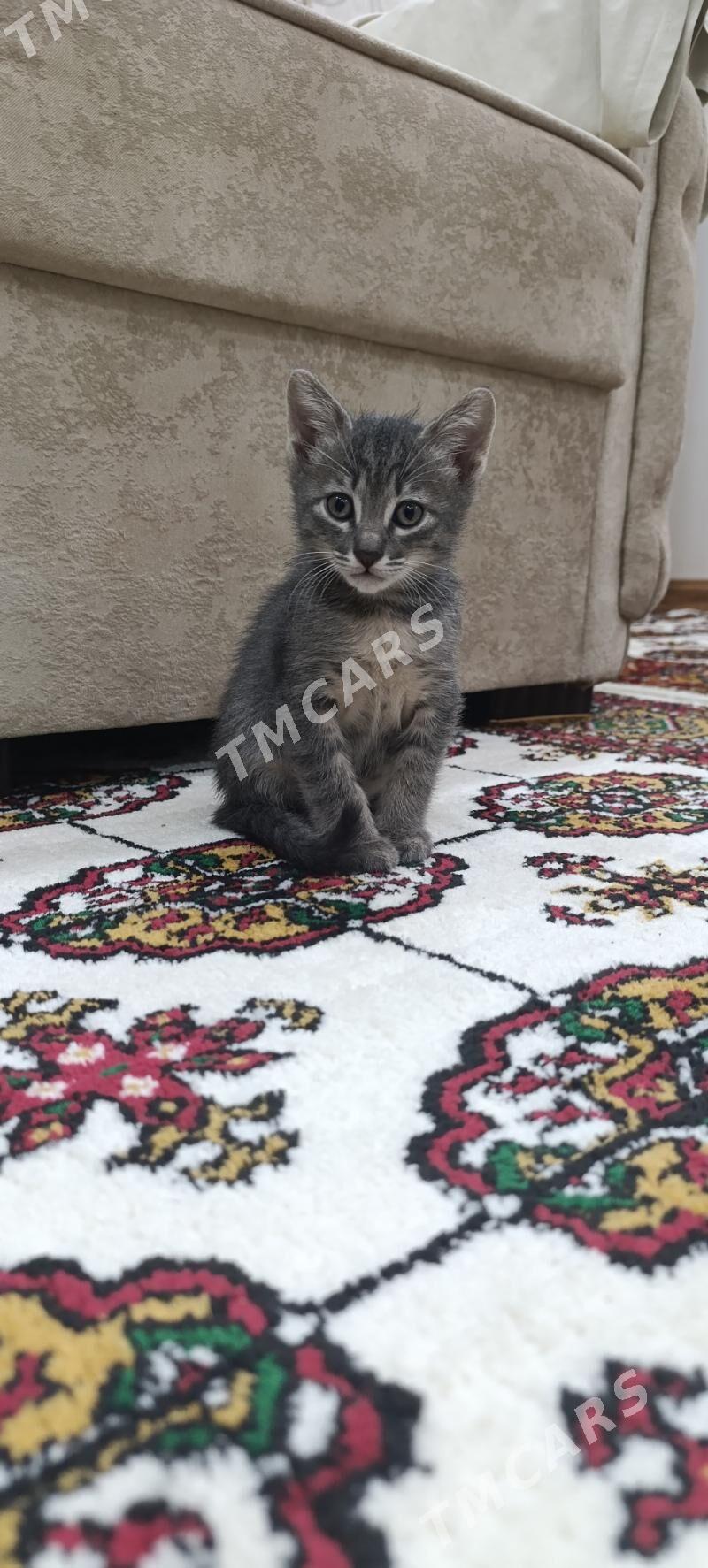 котята в добрые руки! - Туркменабат - img 5