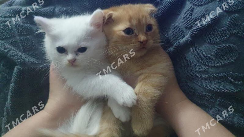 Шотландские котята - Aşgabat - img 2