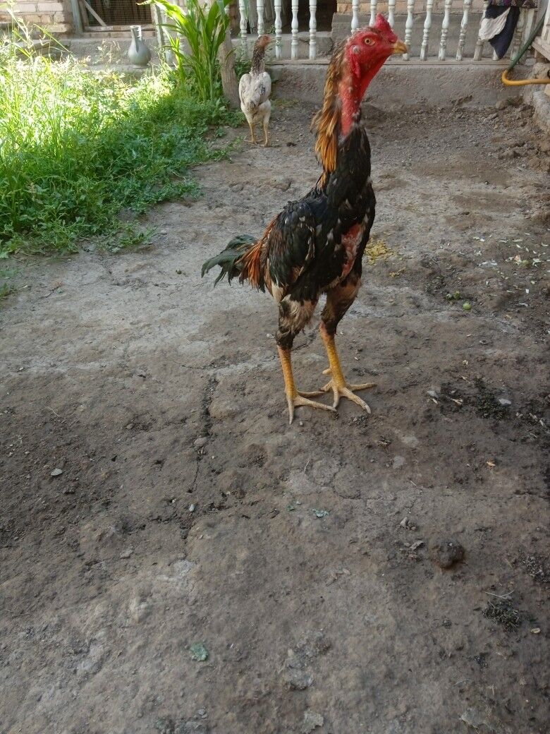 horaz baysow - Daşoguz - img 2