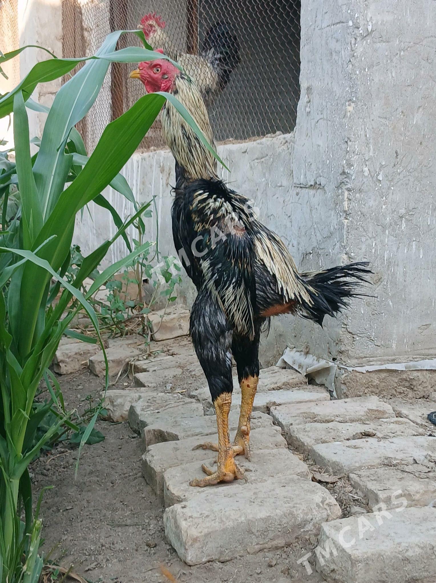 гок - Çärjew - img 2