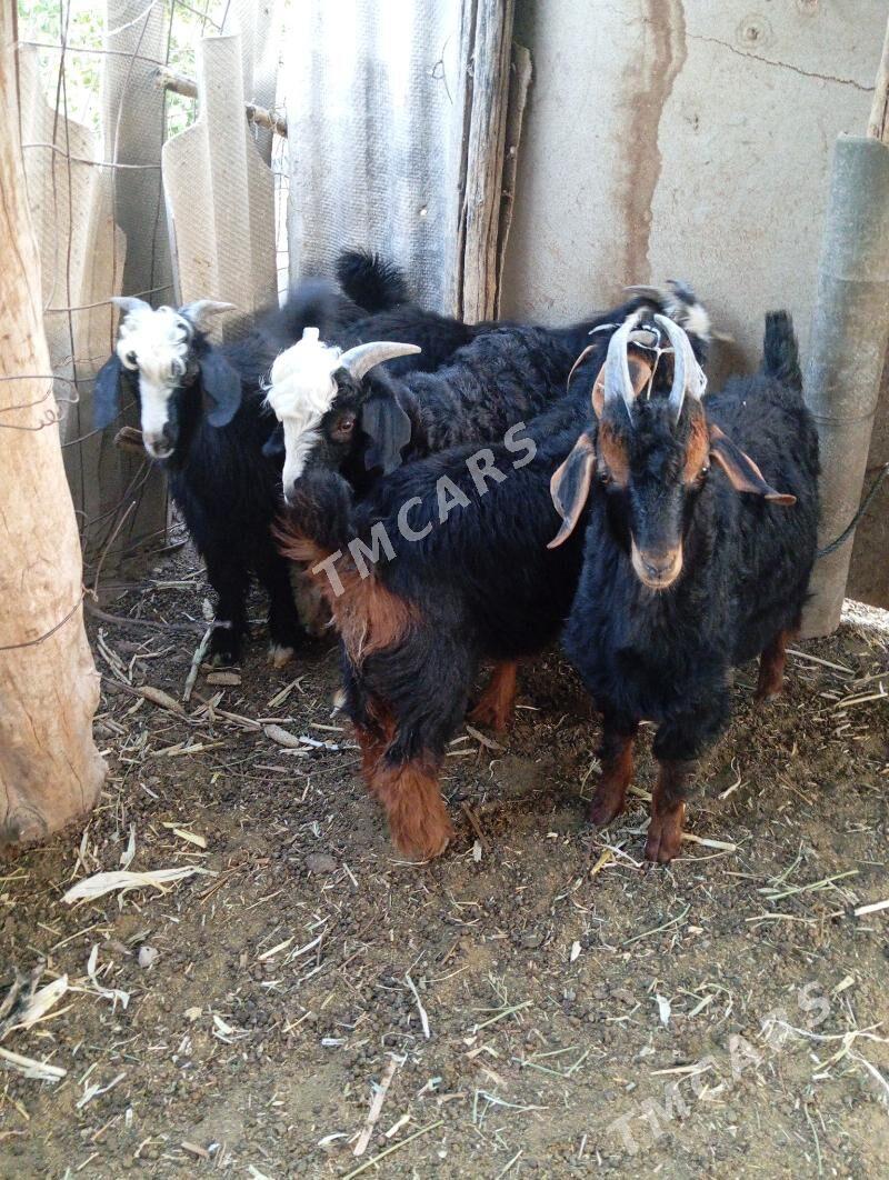 Çebiş - Gypjak - img 2