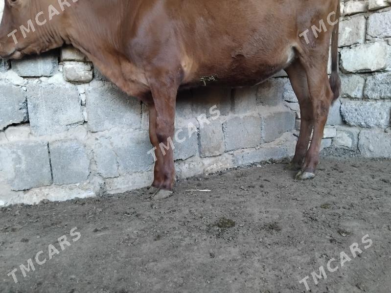 TÙWE GOLE  6 AYLIK - Ашхабад - img 2