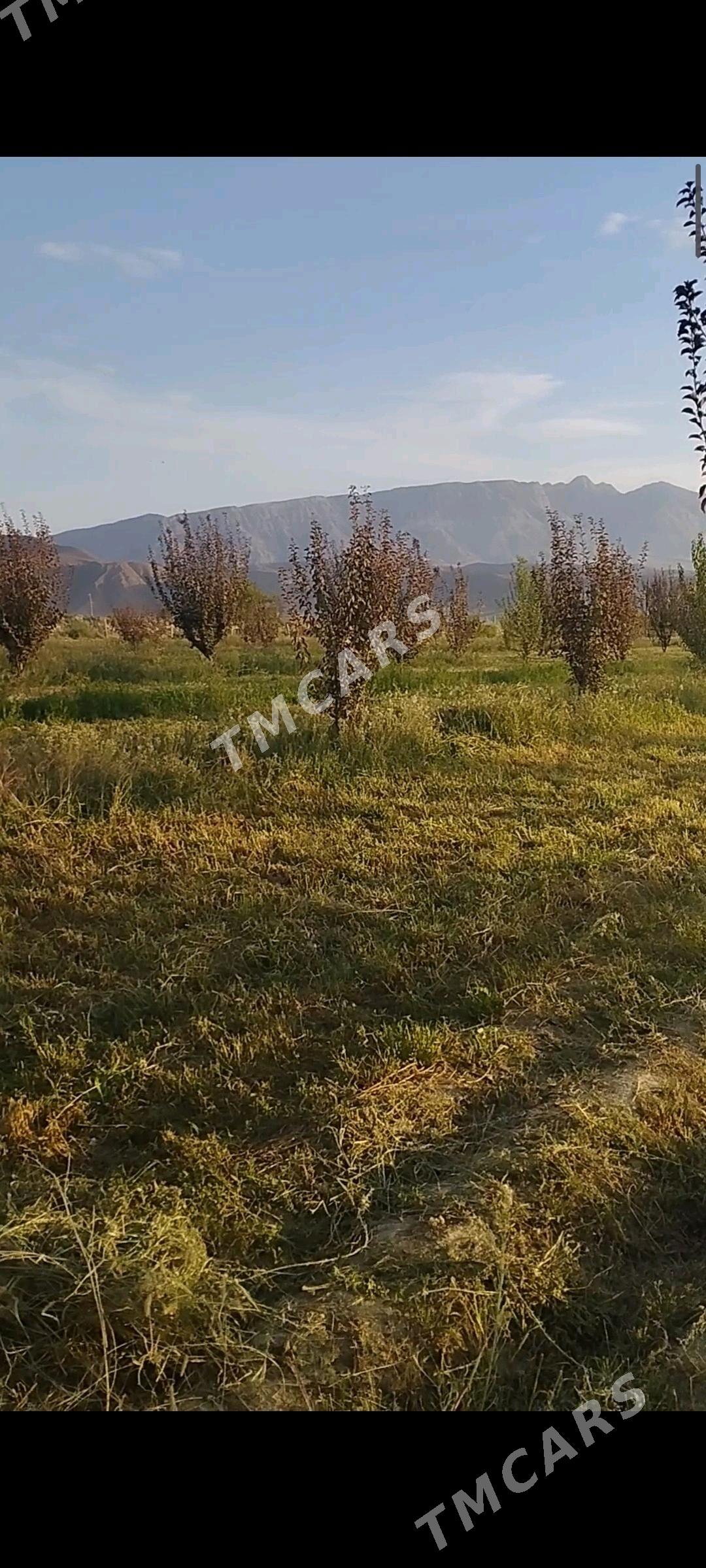 ekin ÿer - Гёкдепе - img 7