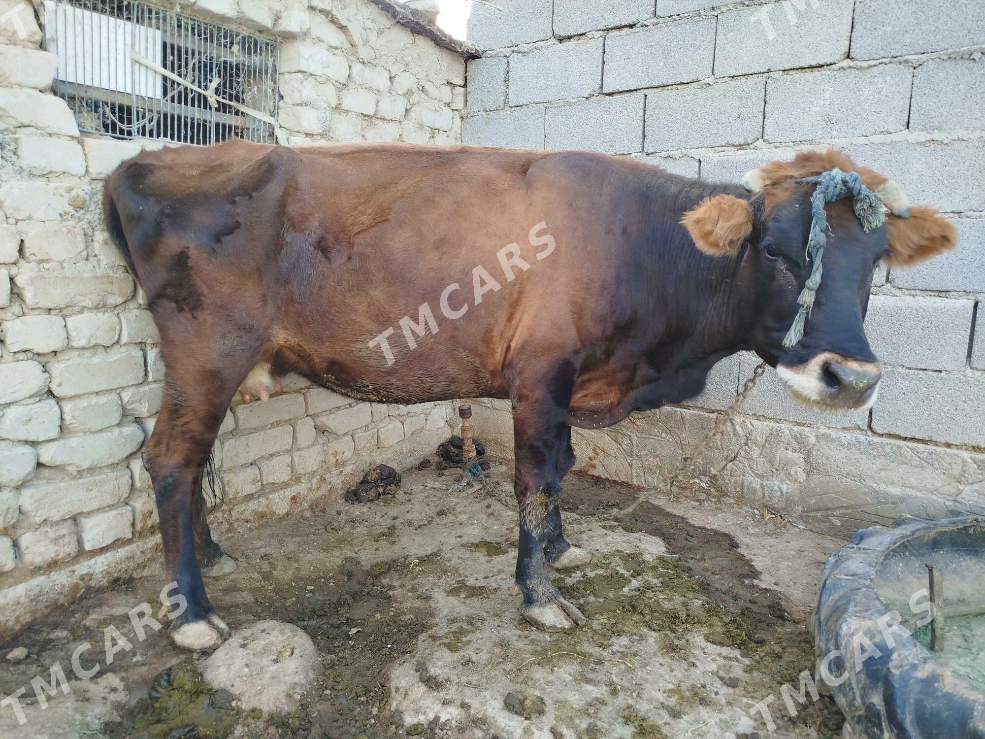 Bogaz sygyr - Ak bugdaý etraby - img 2