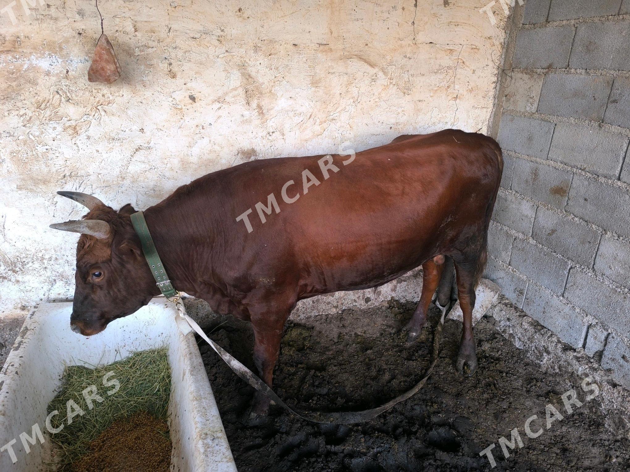 ökuz - Aşgabat - img 4