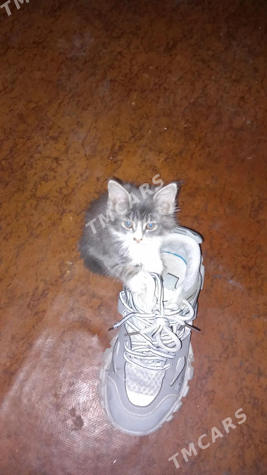 Котята - Ашхабад - img 2
