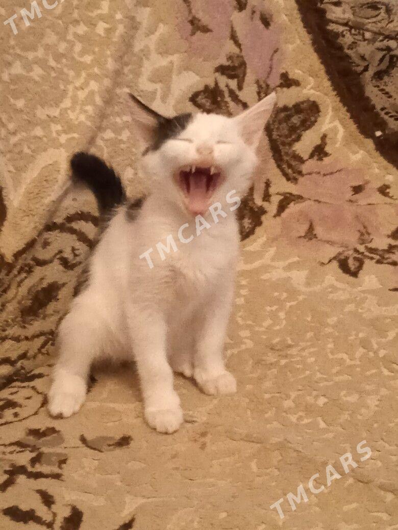 котенок - Türkmenabat - img 4