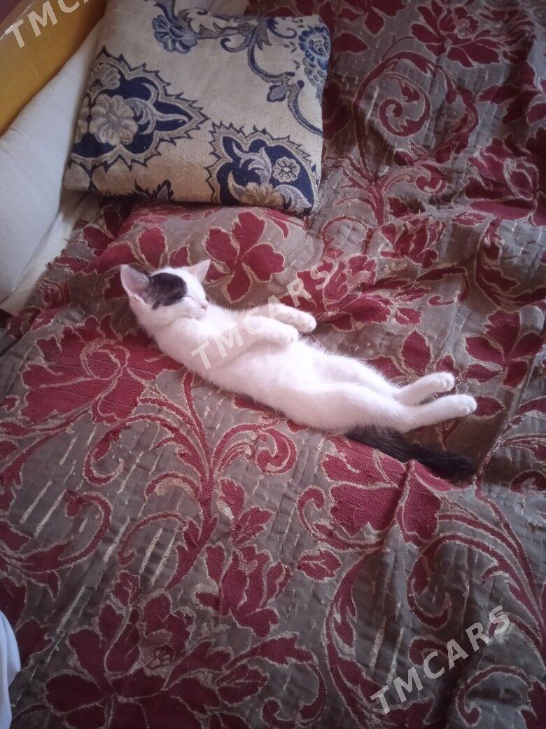 котенок - Türkmenabat - img 3