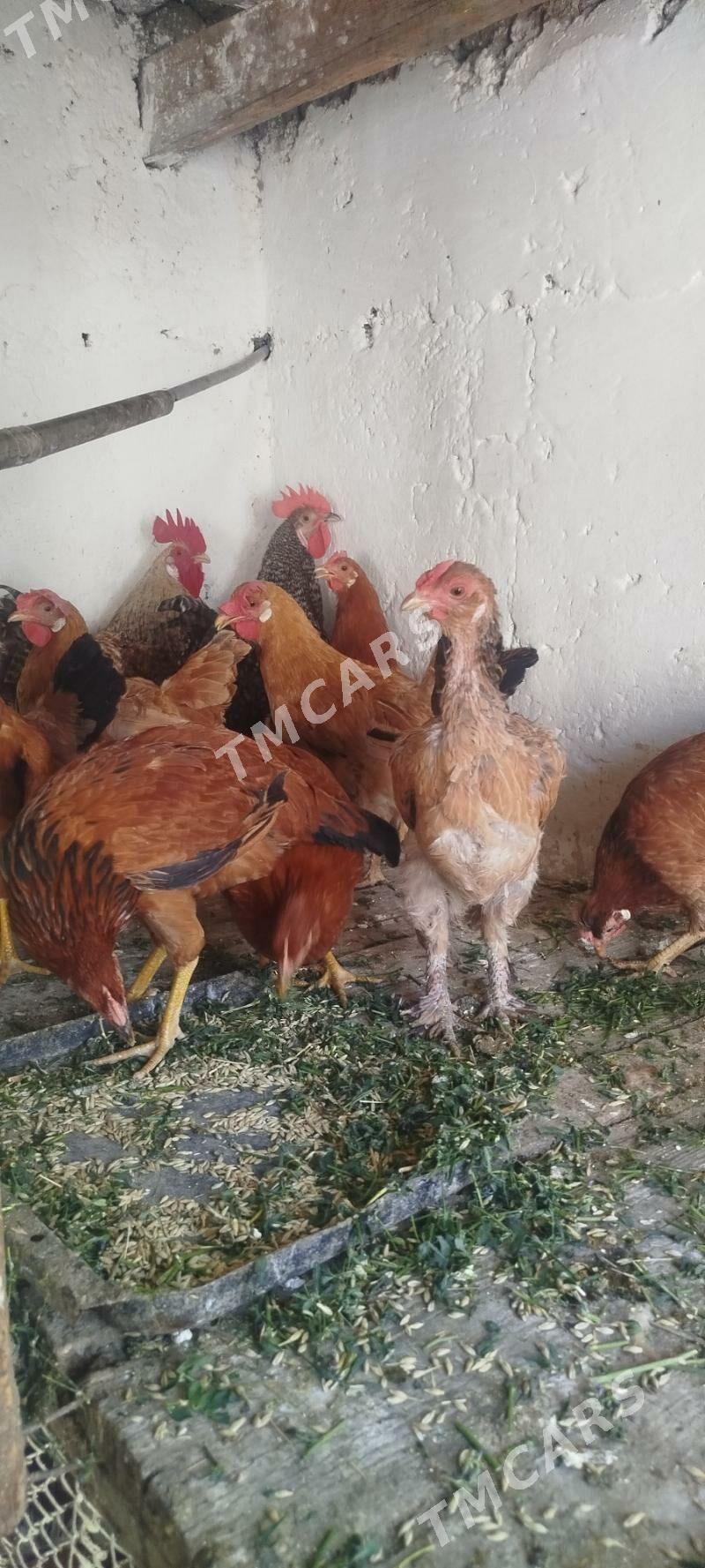 towuklar - Gyzylarbat - img 3