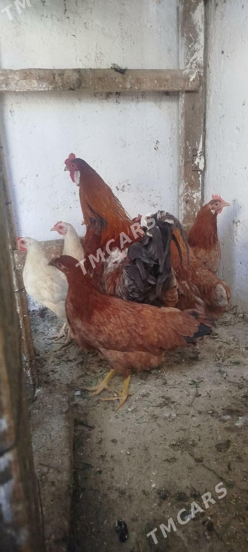 towuklar - Gyzylarbat - img 6