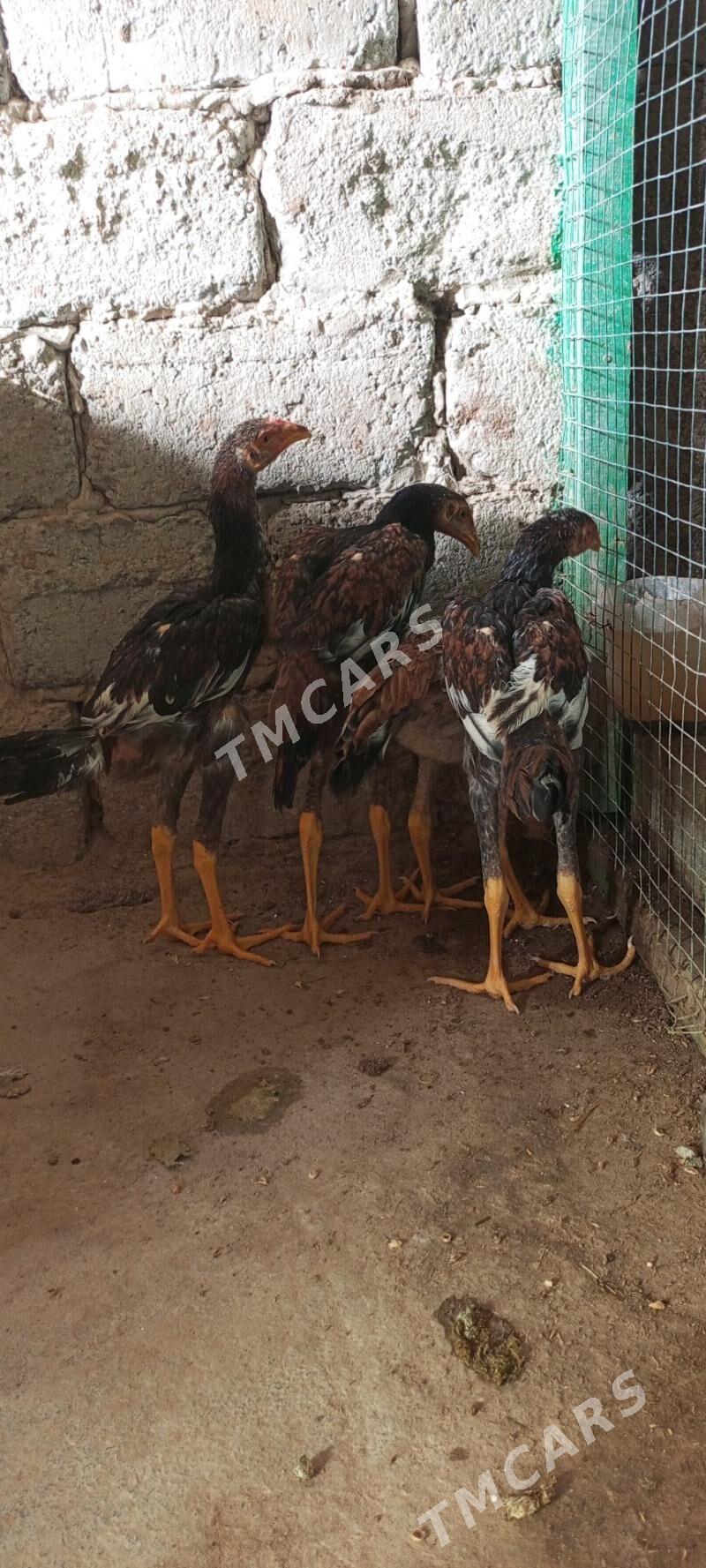 Horaz Taşkent jüje - Ашхабад - img 3