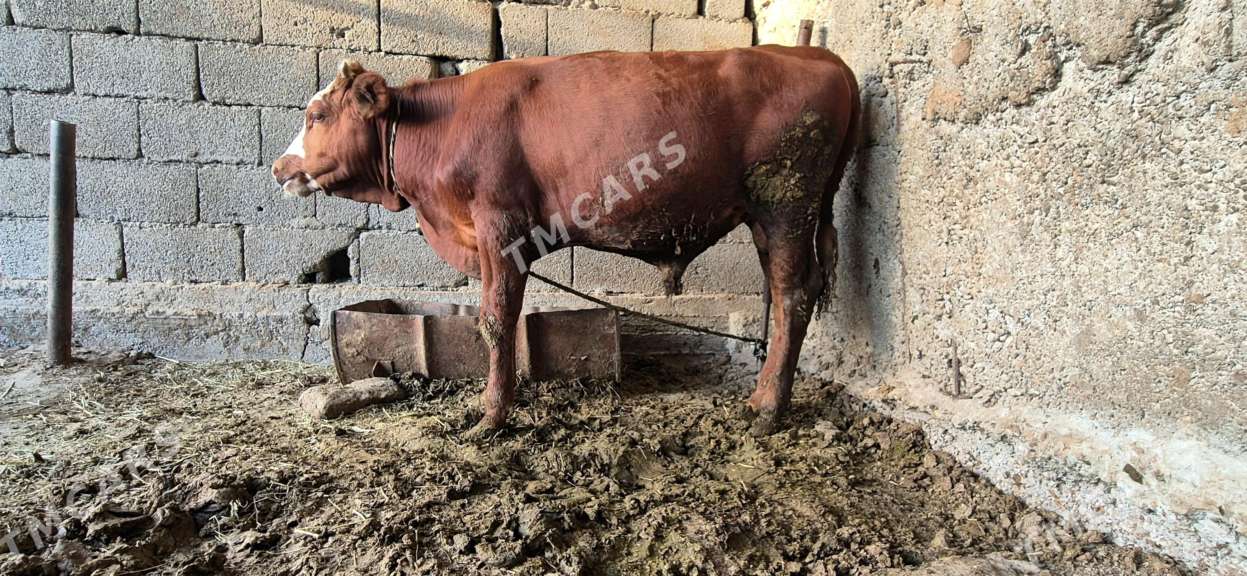 oküz - Büzmeýin - img 2