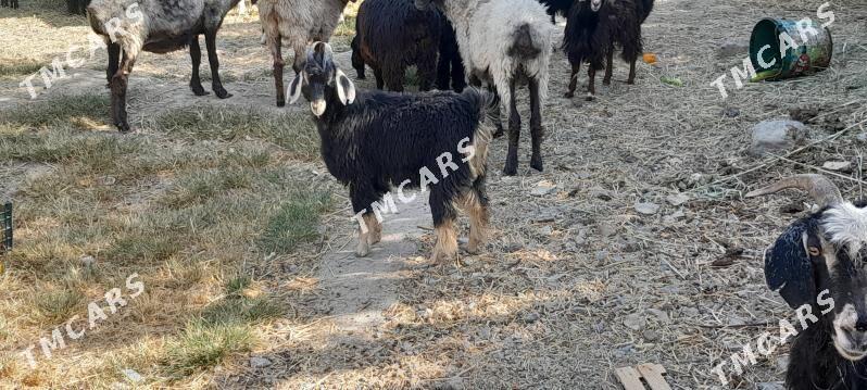 Çewiş - Gökdepe - img 2