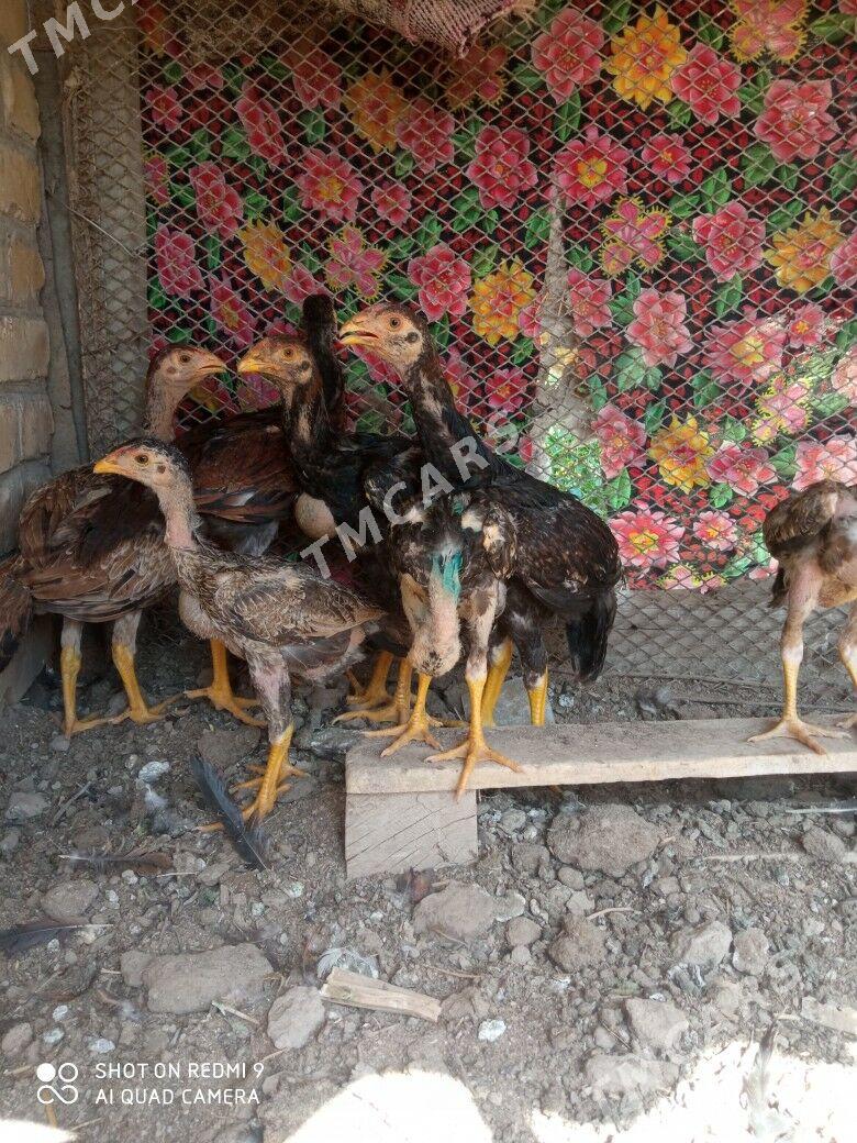 baysow - Çärjew - img 3