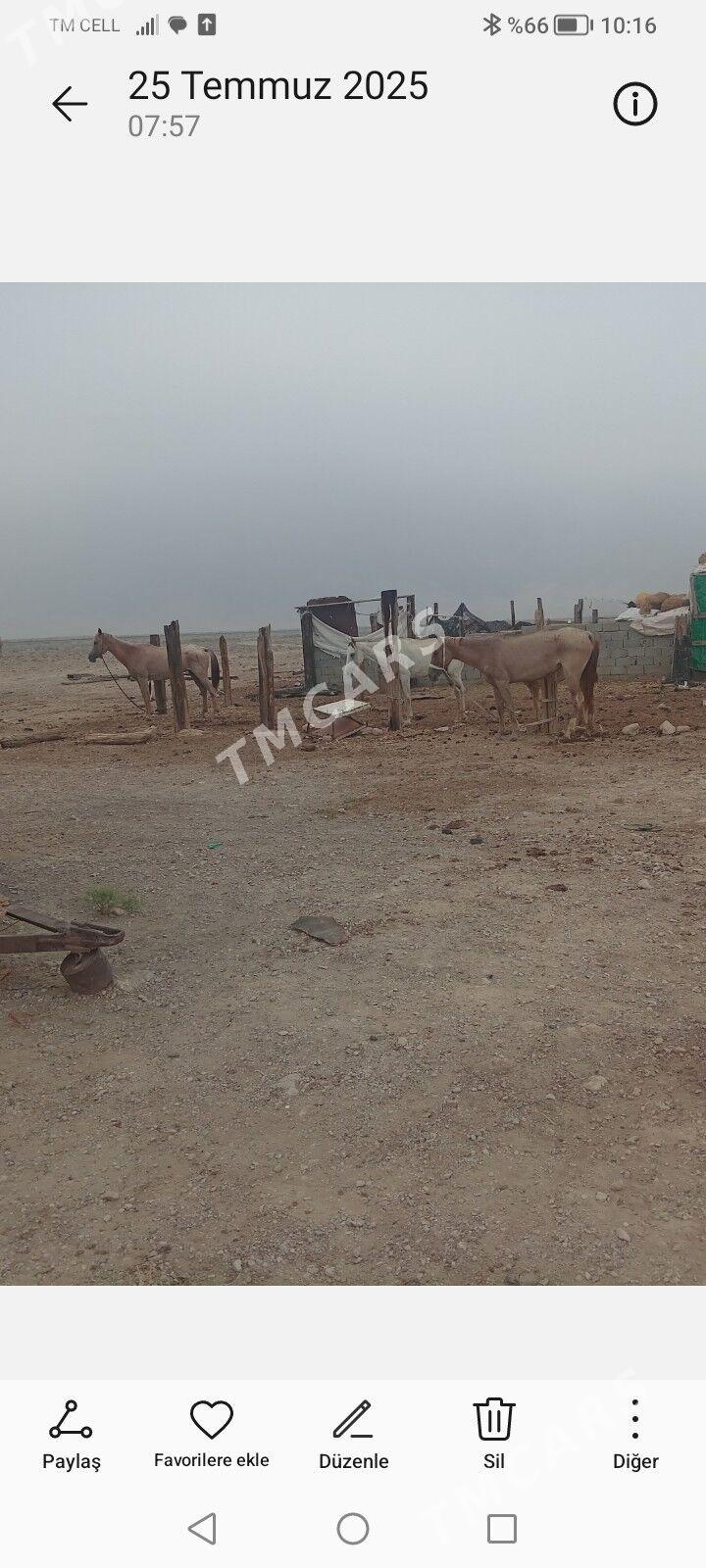atlar - Jebel - img 3