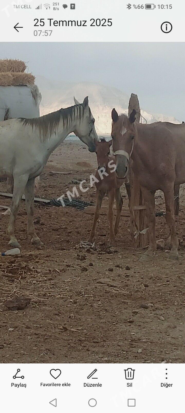 atlar - Jebel - img 2