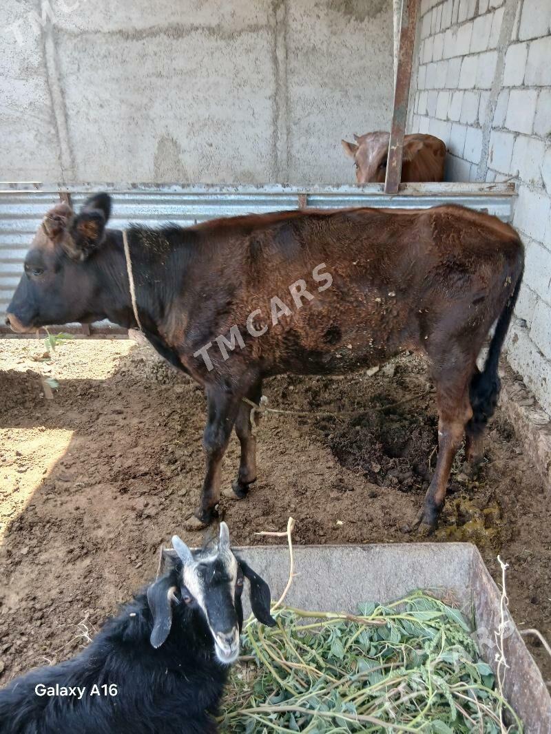 tuwe - Çoganly - img 2