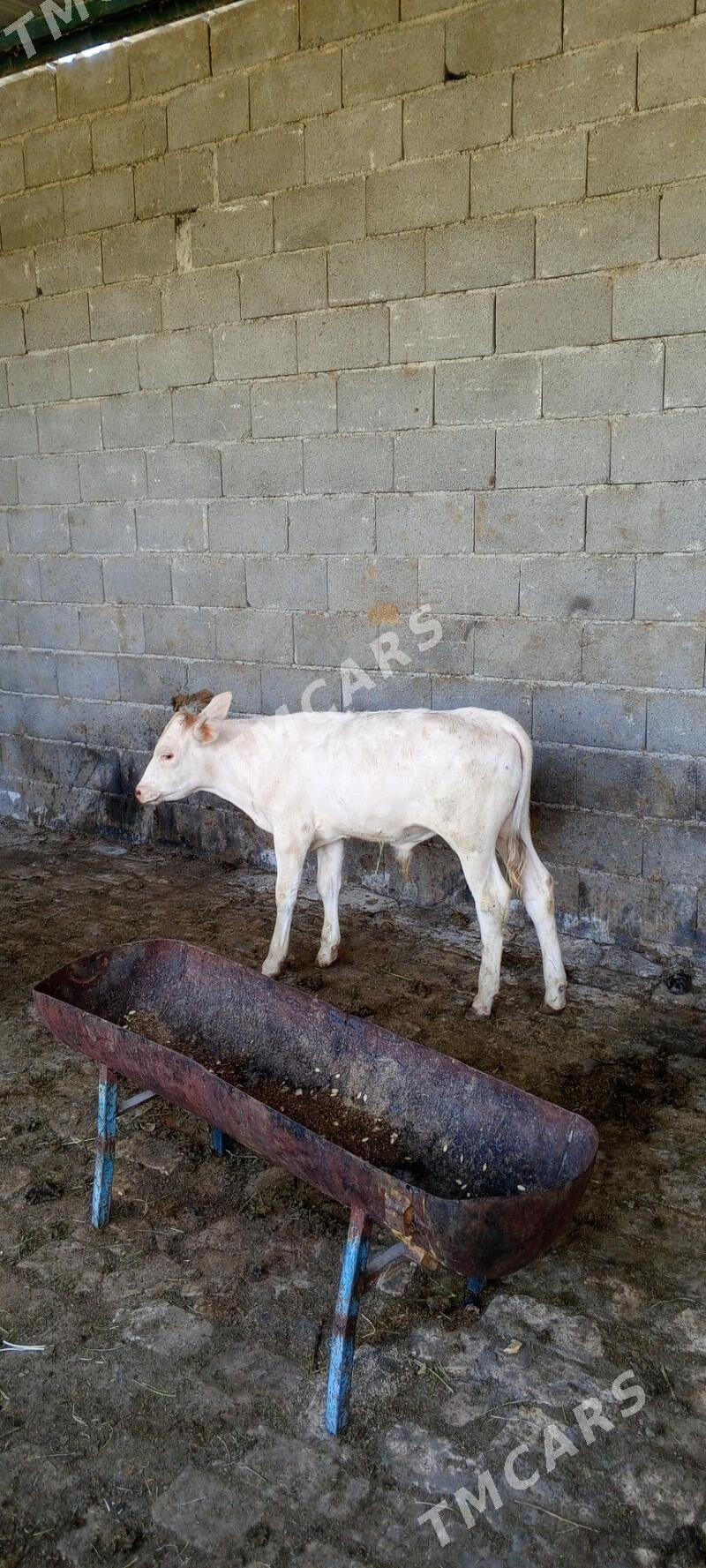 Öküz - Gökdepe - img 3