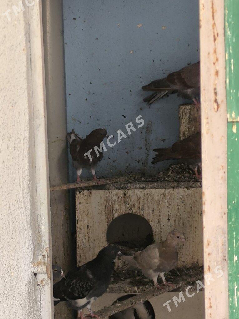 Kepderi - Aşgabat - img 2