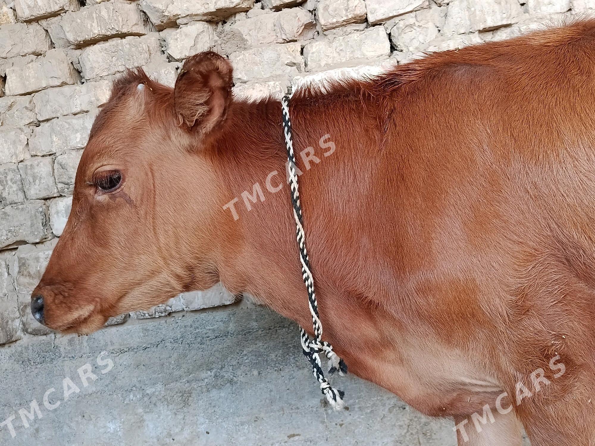 öküz - Bagyr - img 3