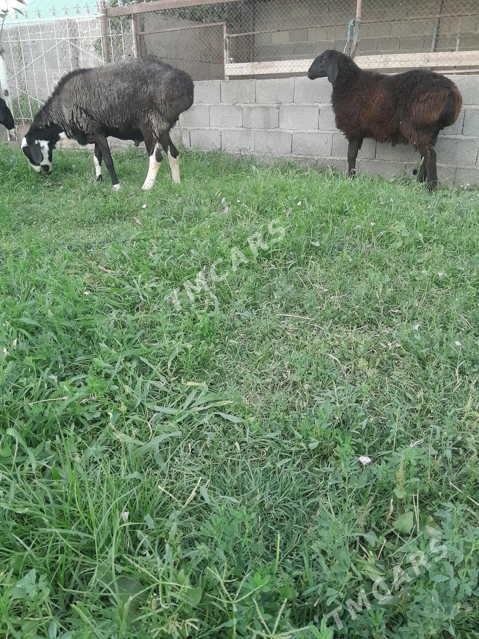 Goc Kisar - Gökdepe - img 2