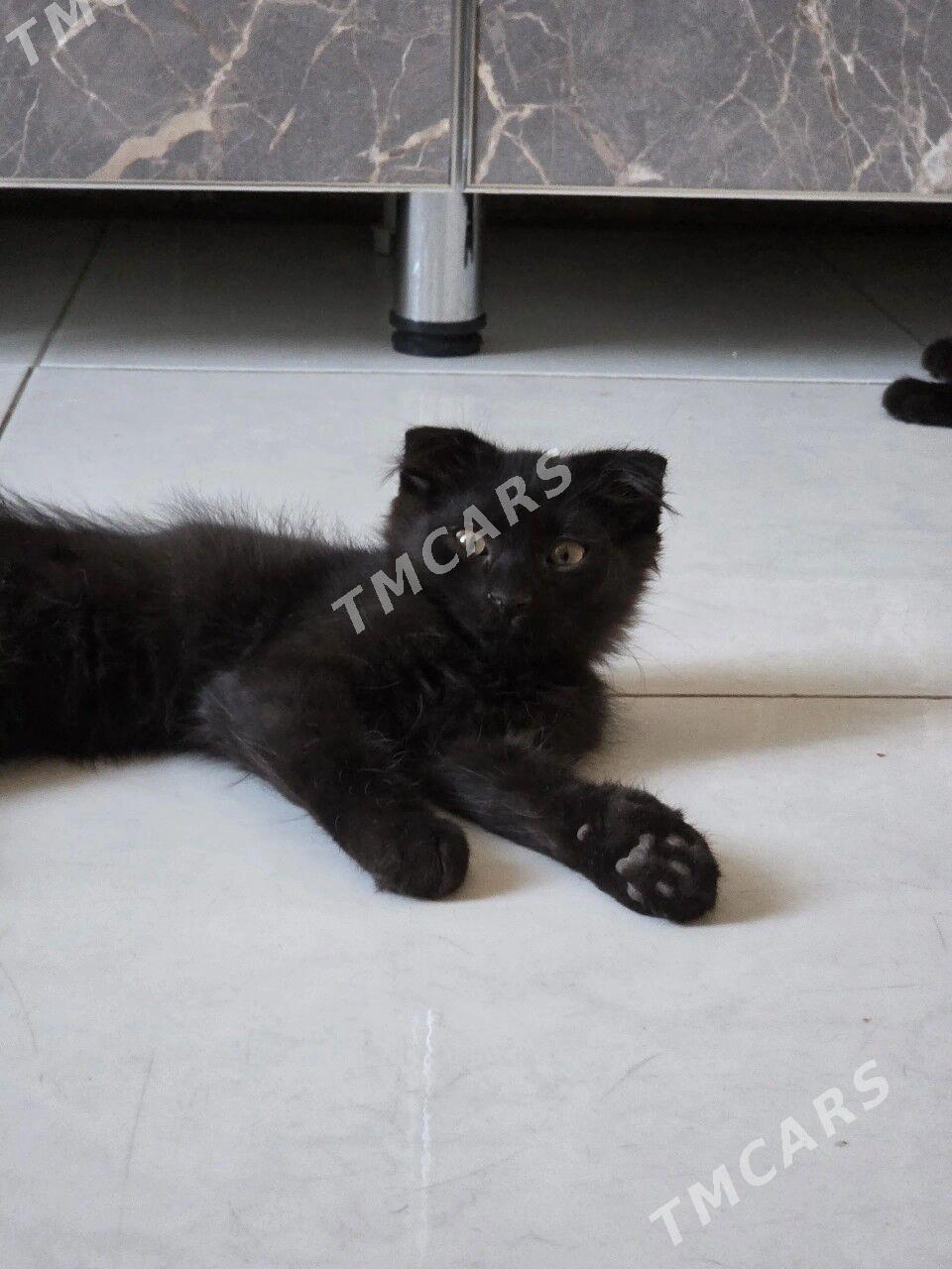 Кошка - Türkmenabat - img 2