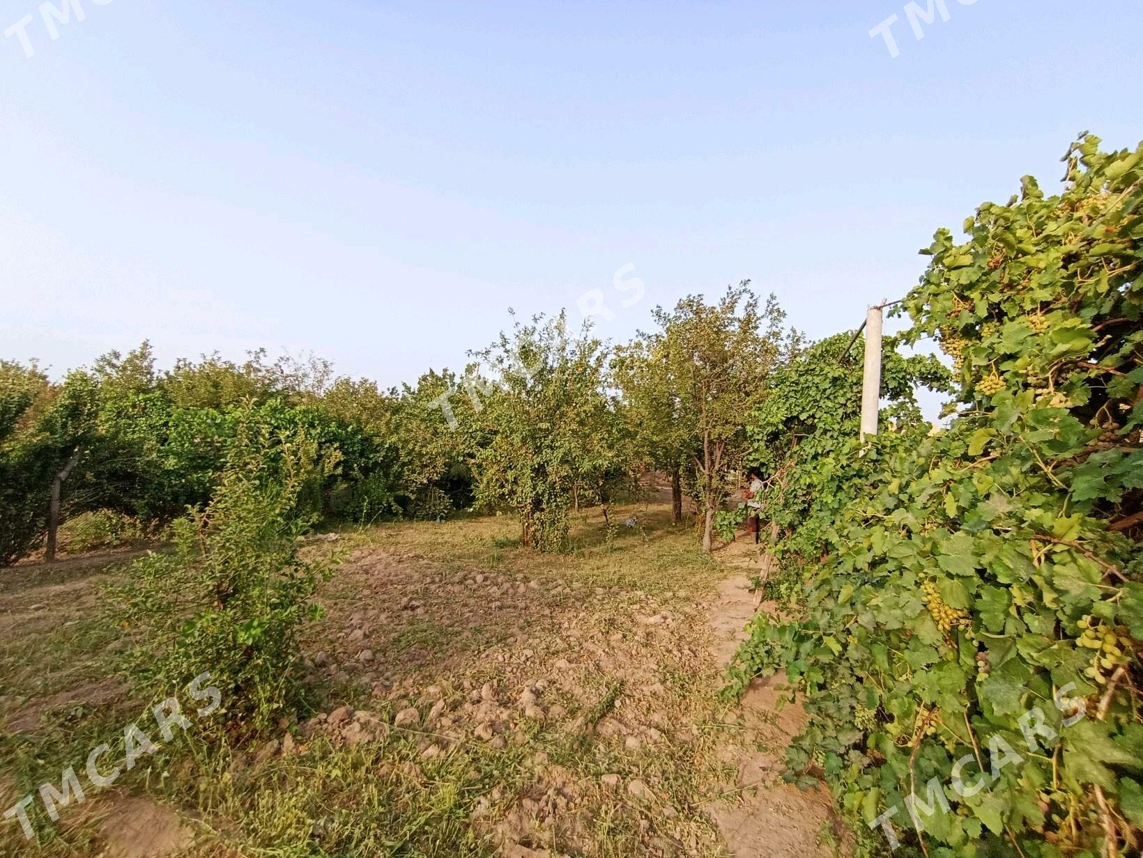 Daça - Türkmenabat - img 2