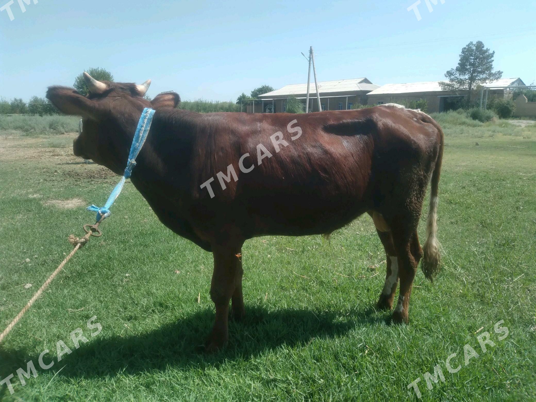baklyk  öküz - Türkmenabat - img 3