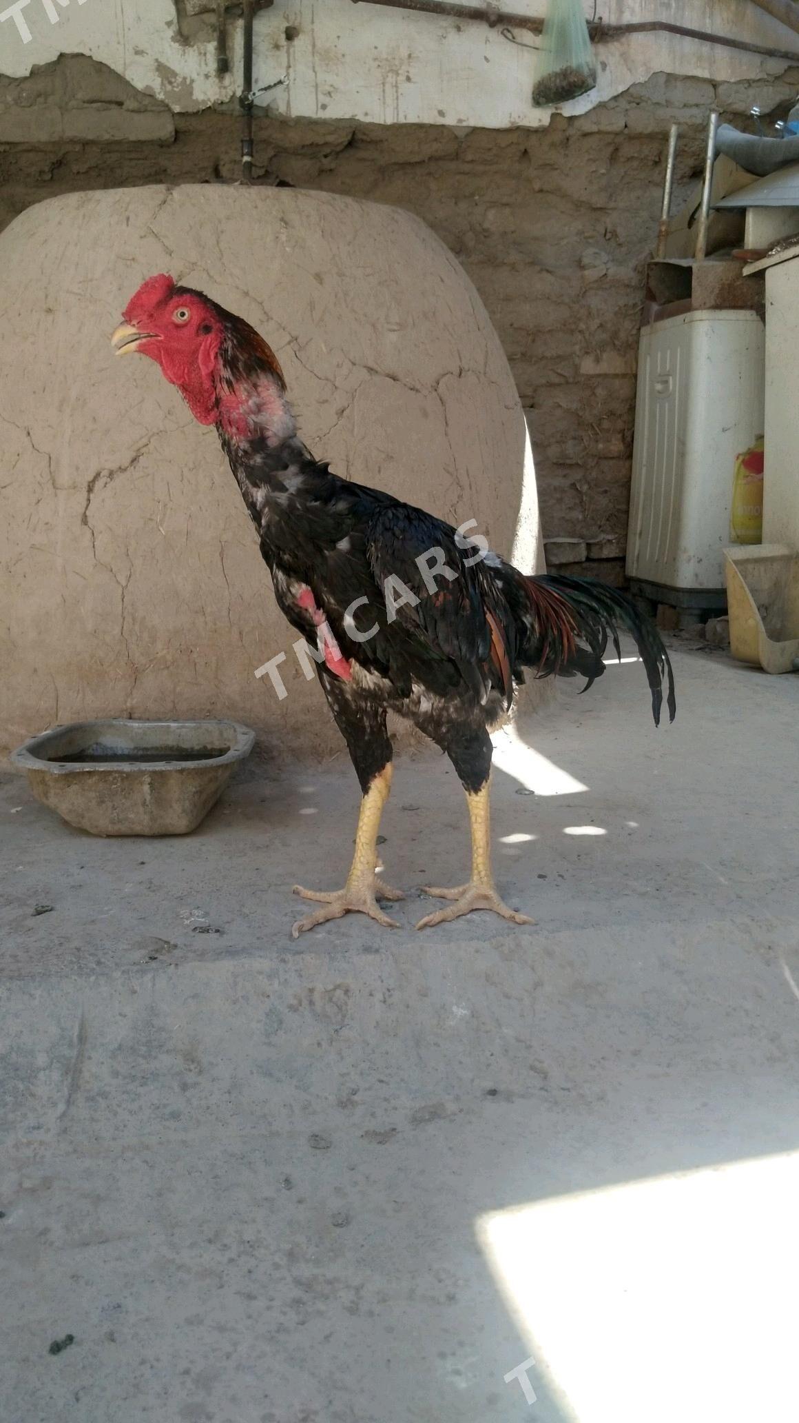 juja - Daşoguz - img 2