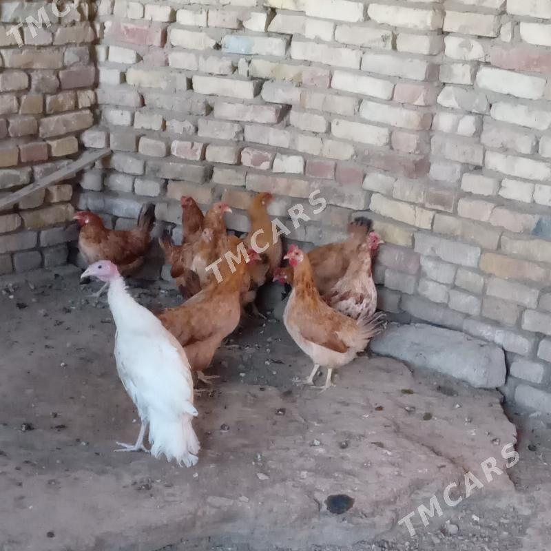 towuk tejen paroda - Мары - img 2