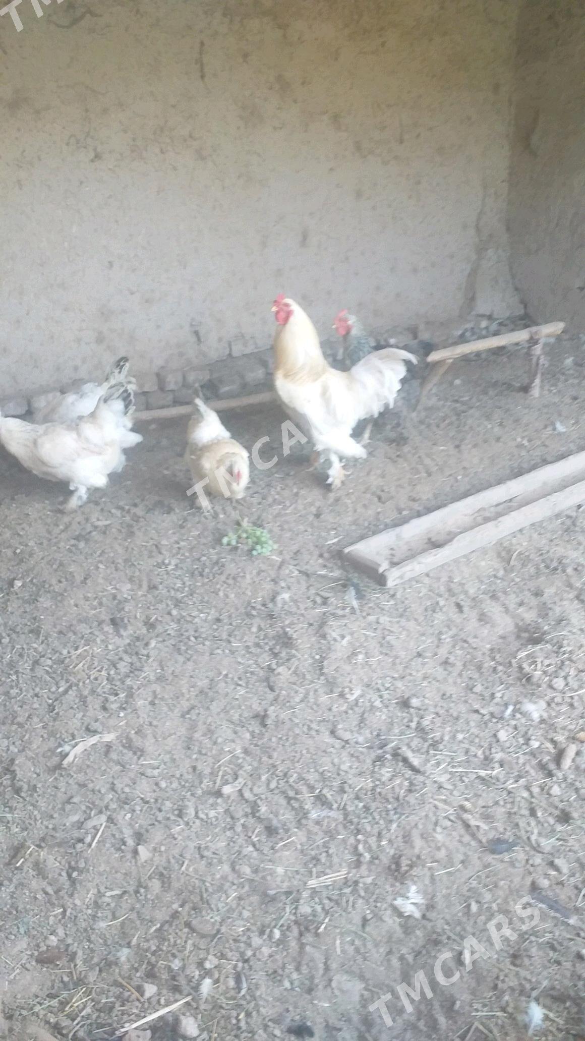 brama horaz tawuk - Şabat etr. - img 4
