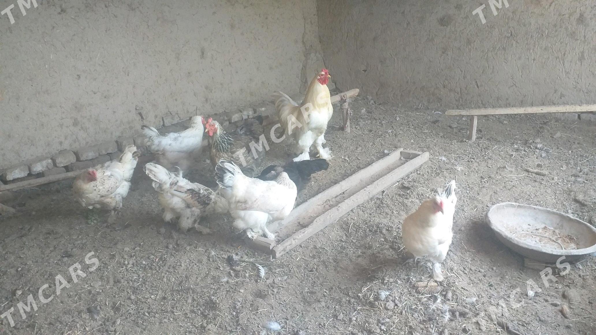 brama horaz tawuk - Şabat etr. - img 3