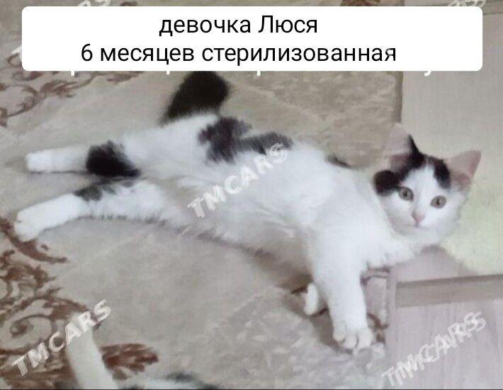 СРОЧНО В ДОБРЫЕ РУКИ - Ашхабад - img 2