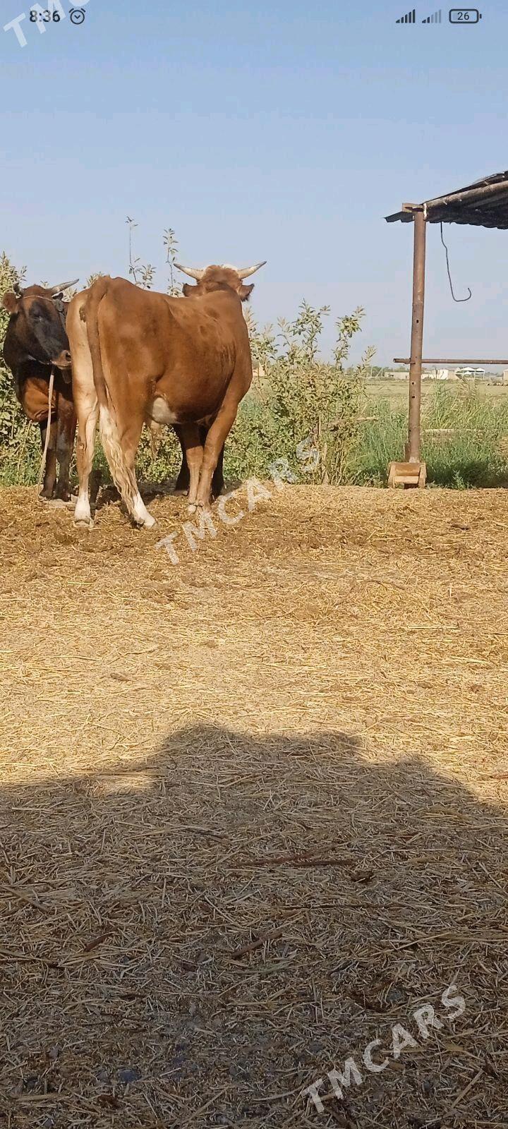 öküz - Mary - img 2