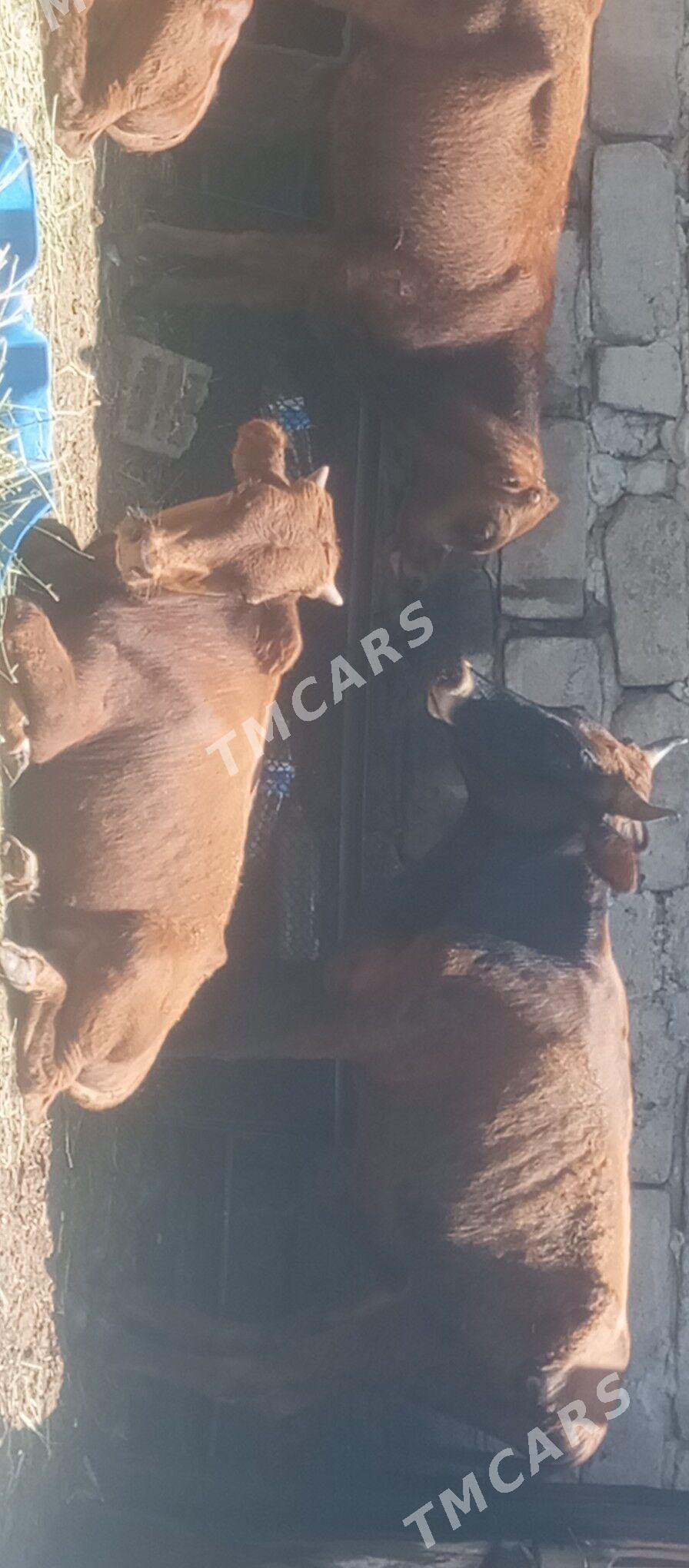 öküzçe tüwe öküz göle - Ашхабад - img 2