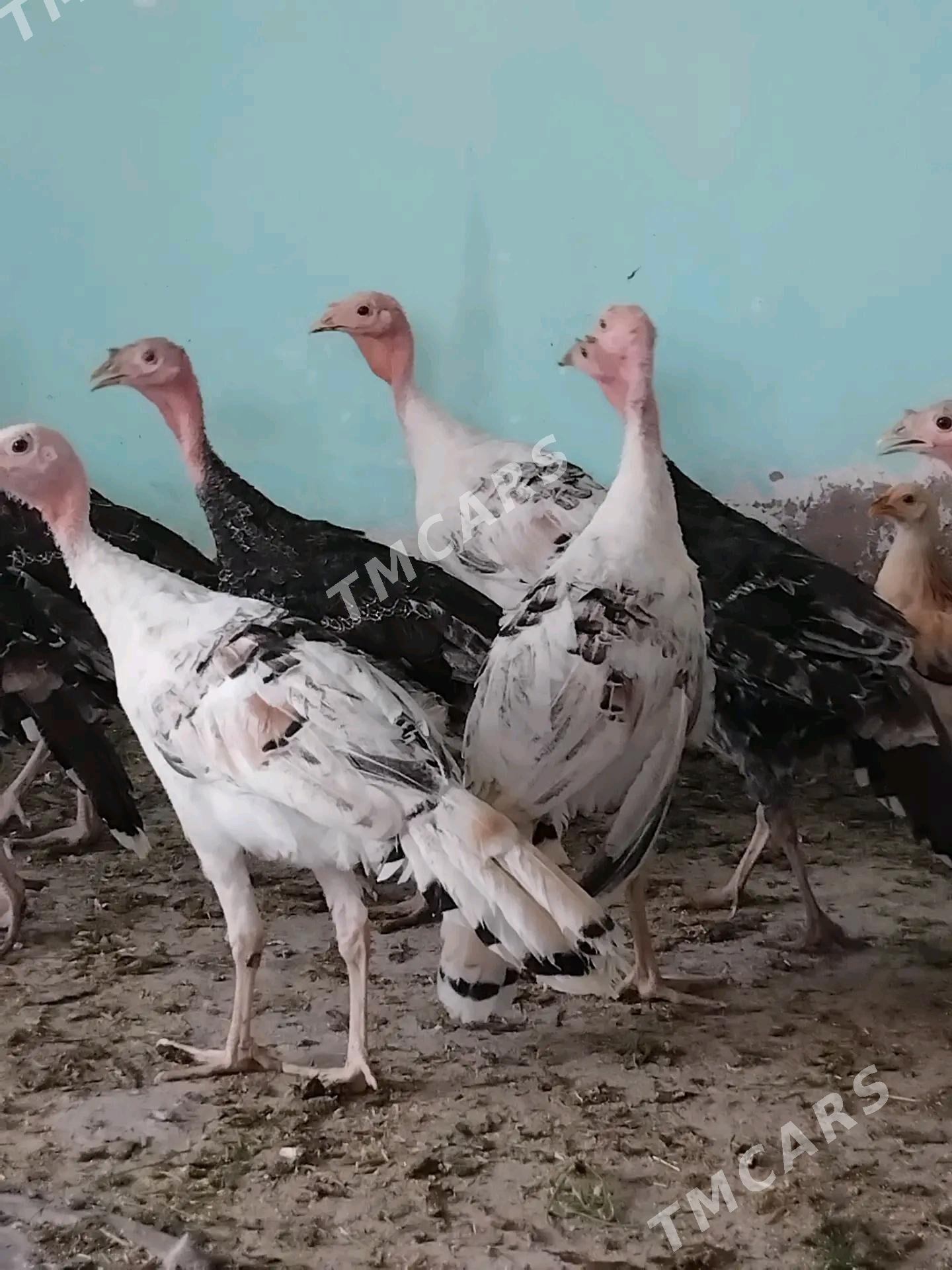 induk juje - Kaka - img 3