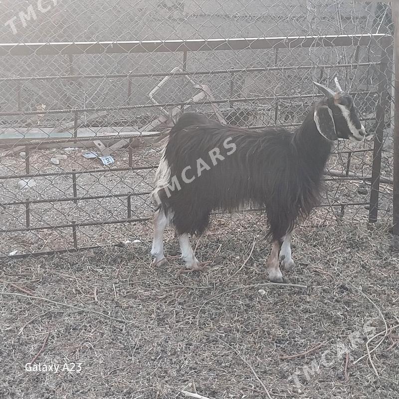 çewis - Köşi - img 3