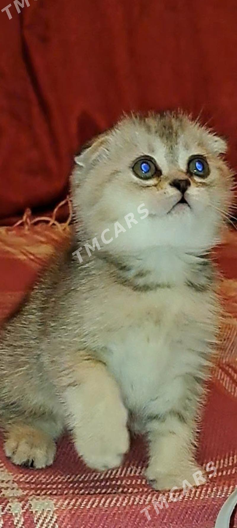 котята - Ашхабад - img 2