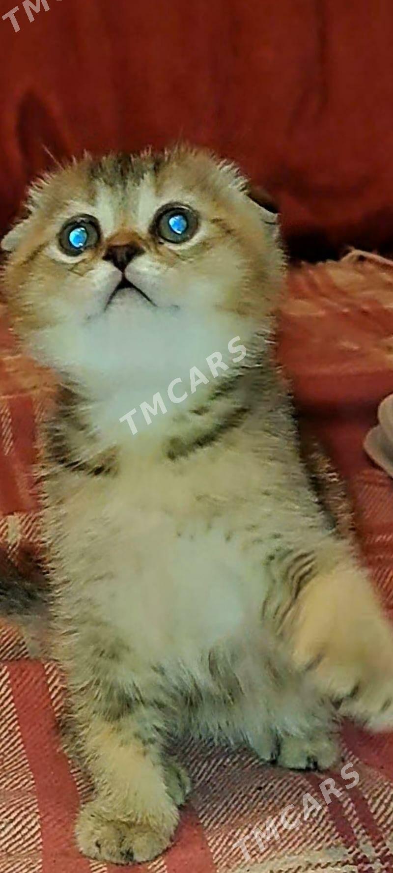 котята - Ашхабад - img 3