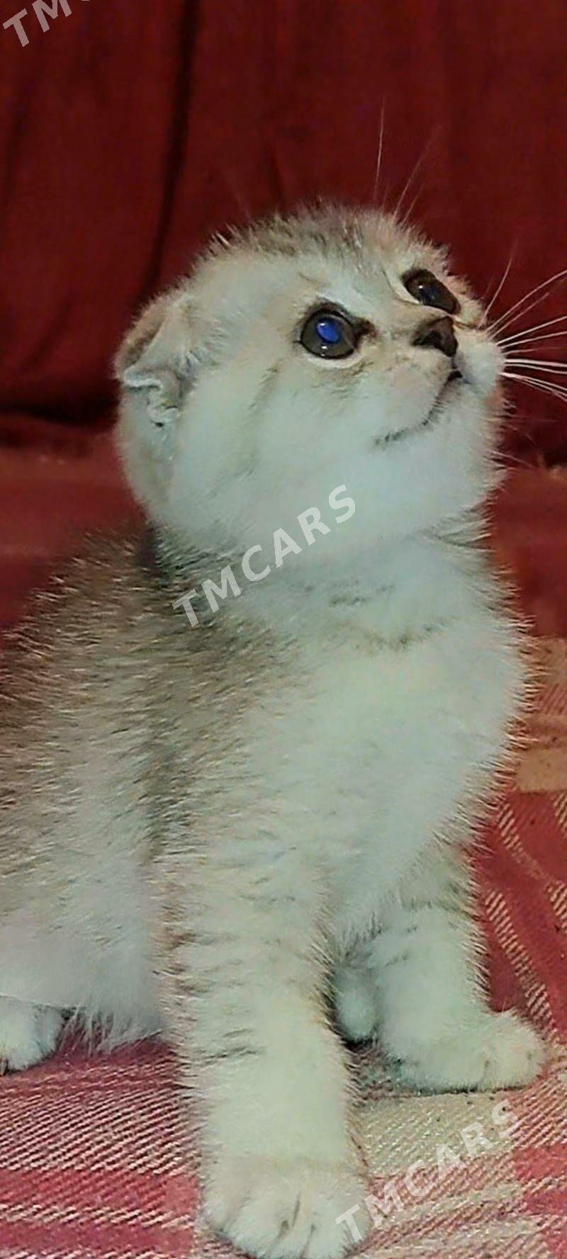 котята - Ашхабад - img 5