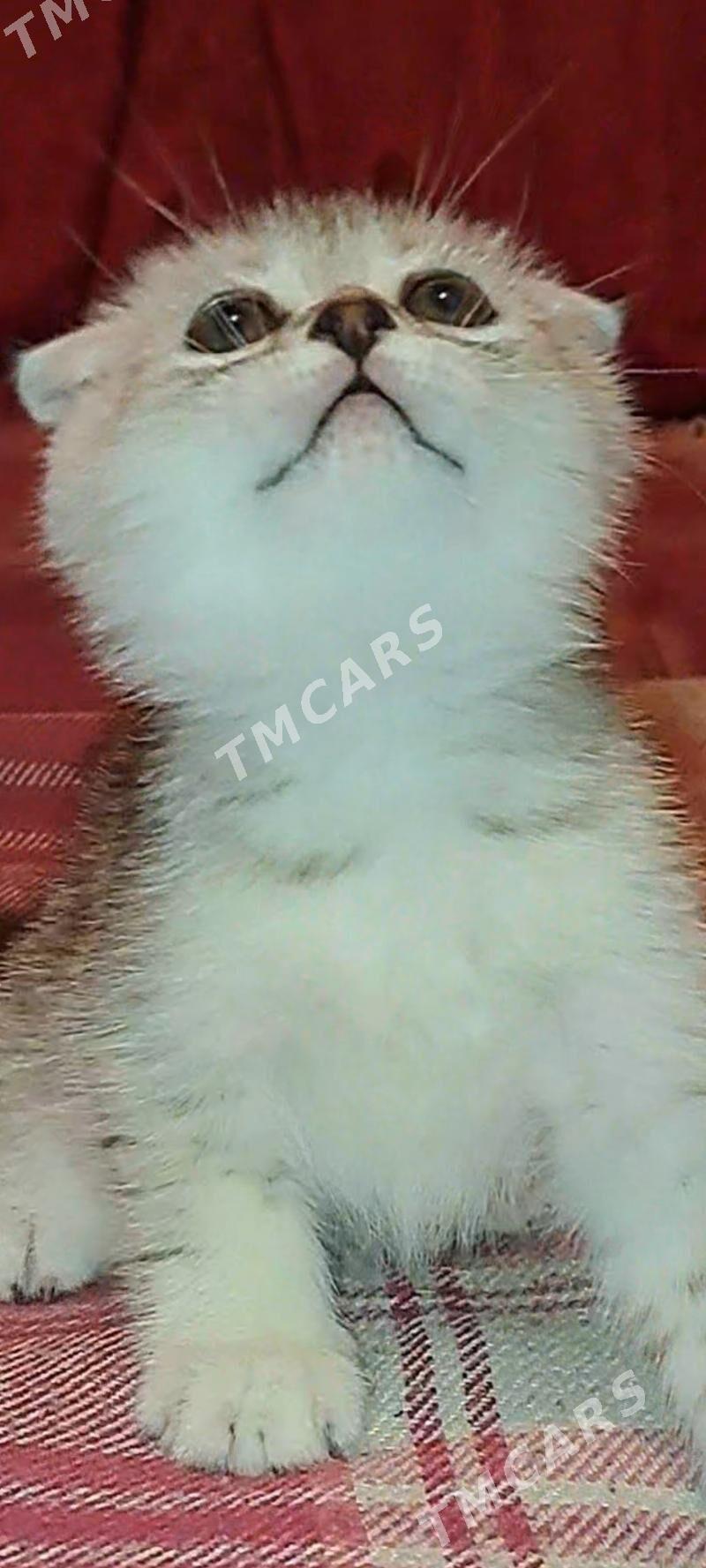 котята - Ашхабад - img 6