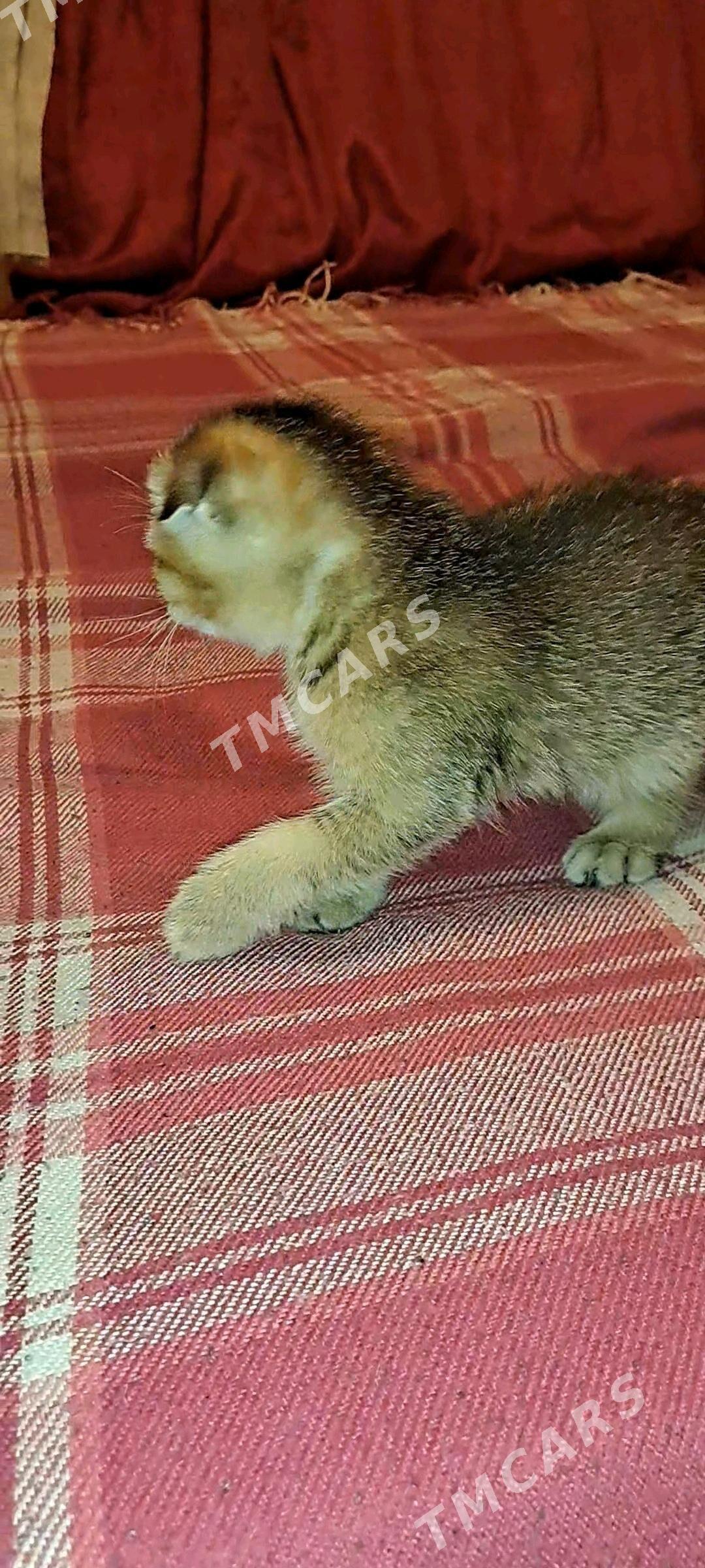 котята - Ашхабад - img 9