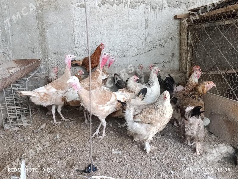 Induk we brama towuk - Balkanabat - img 2