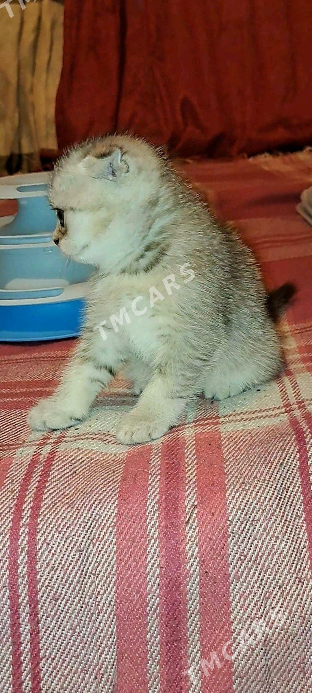 котята - Ашхабад - img 10