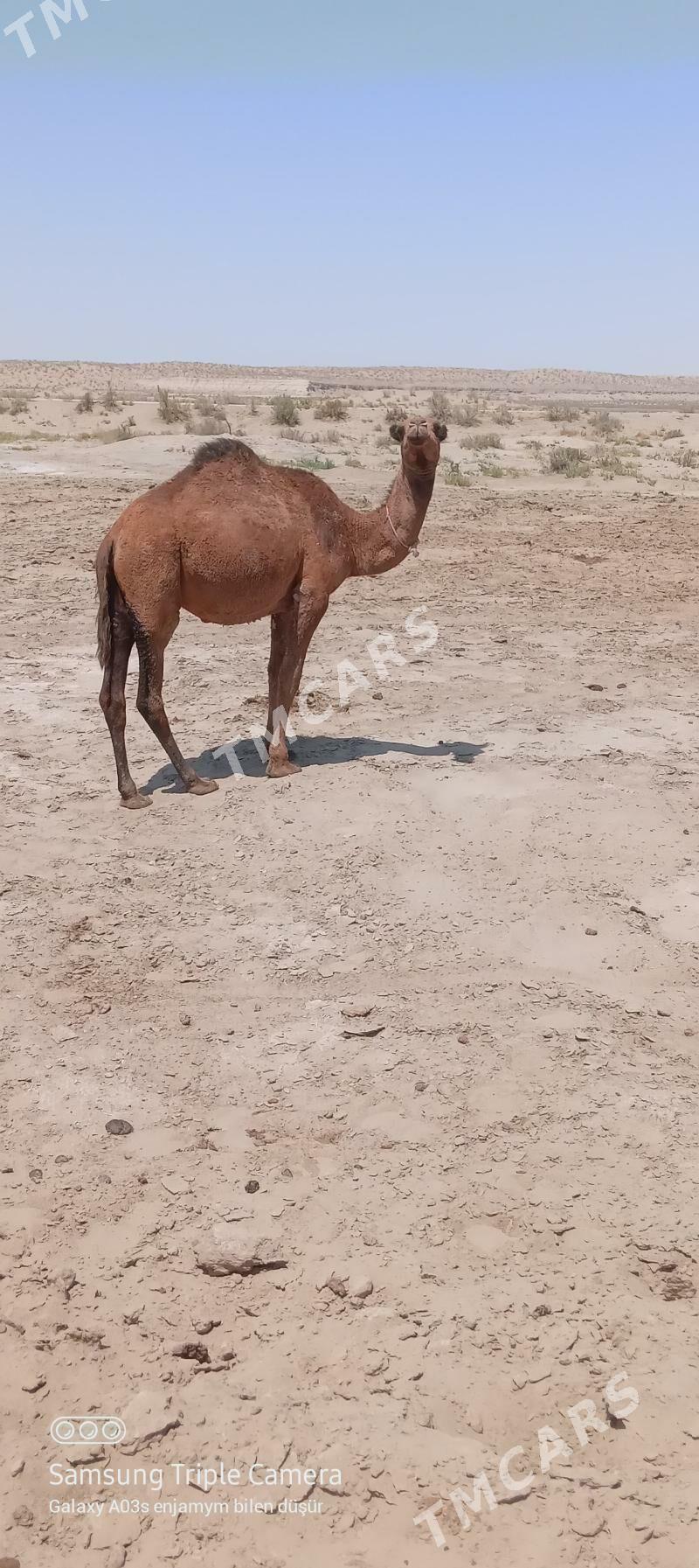 inen ogşuk urbalyk - Balkanabat - img 3